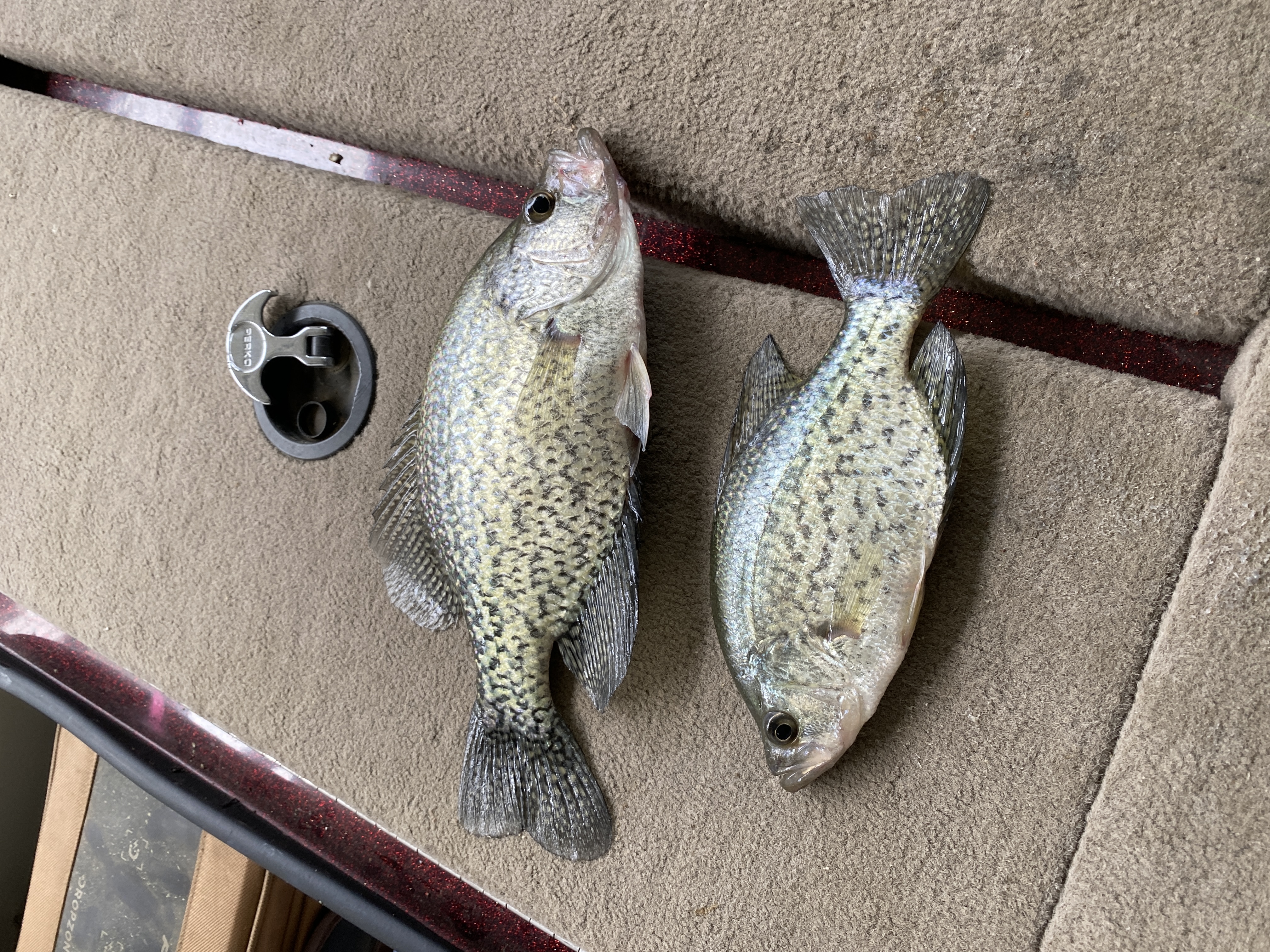 Keeper and throwback crappie side by side, Bull Shoals Lake May 2026