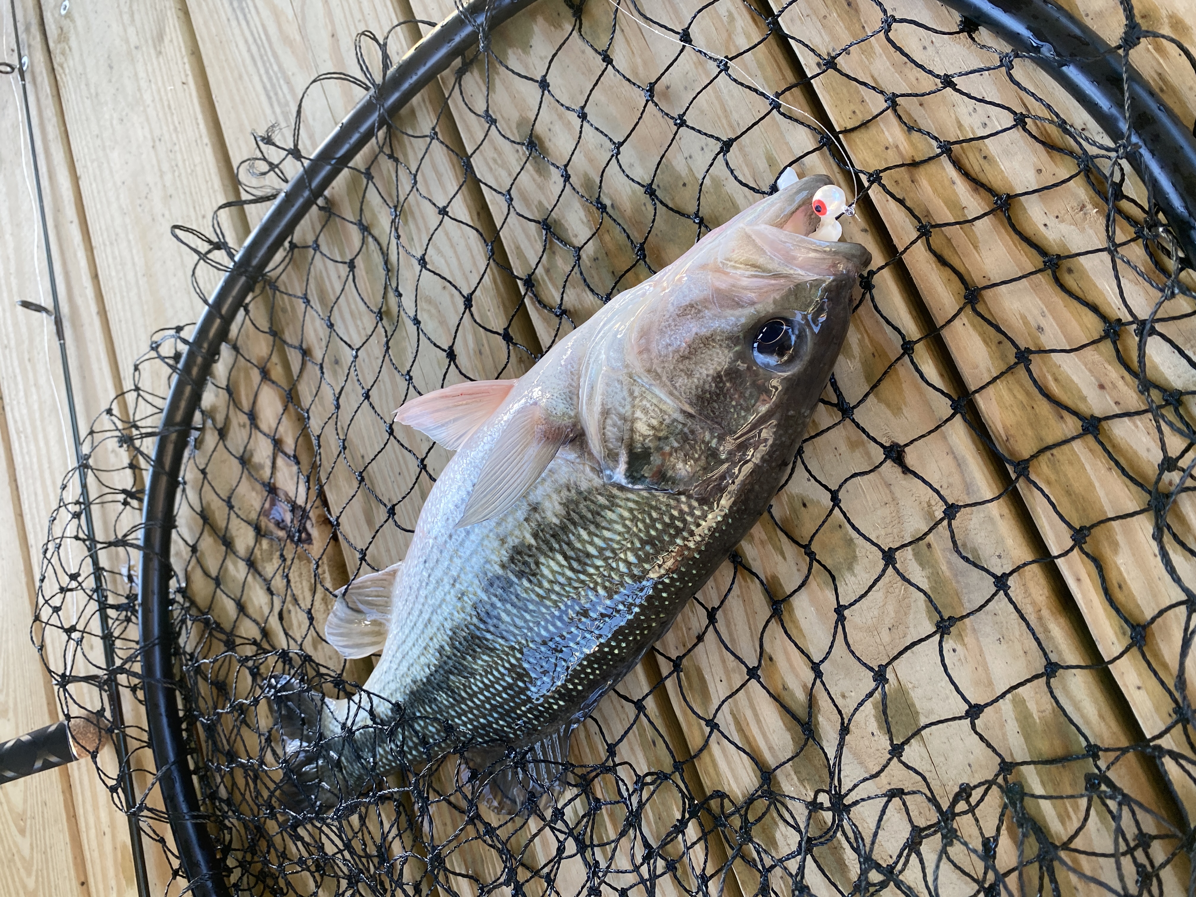 Another keeper largemouth in the net, same white paddle tail bait.